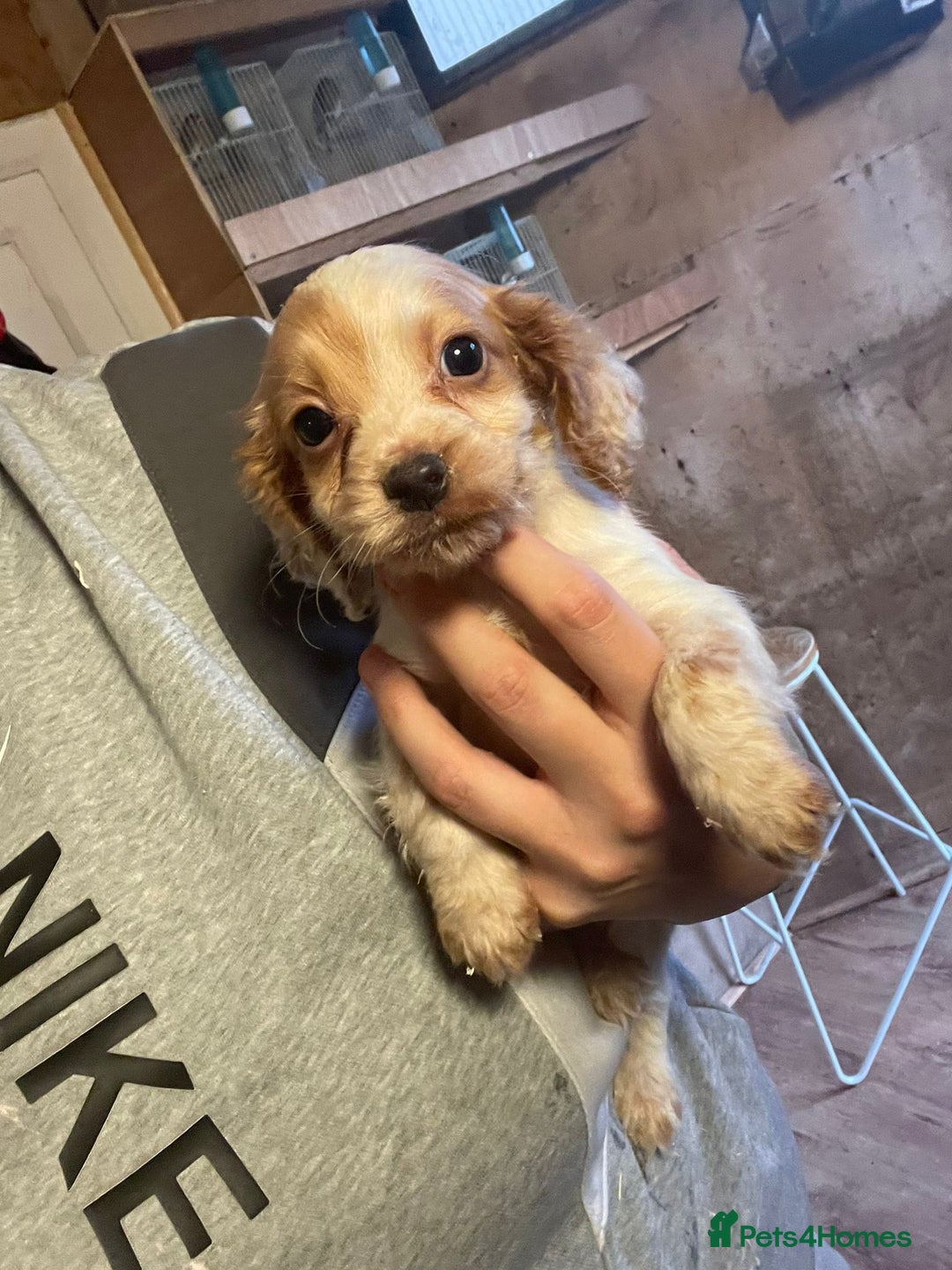 Cocker Spaniel dogs for sale: 3 loving boy cocker spaniels  - Advert 6