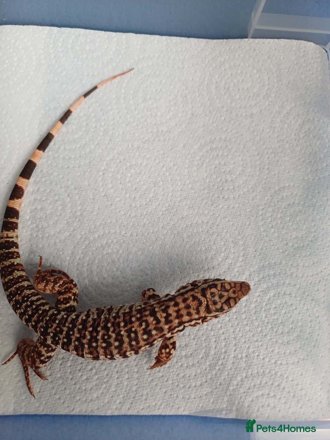 Lizard reptiles for sale: Red tegu  - Advert 14