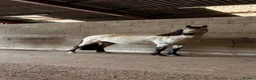 PRE horses for sale: Beautiful 4 year old Buckskin Pre Fusion - Advert 4