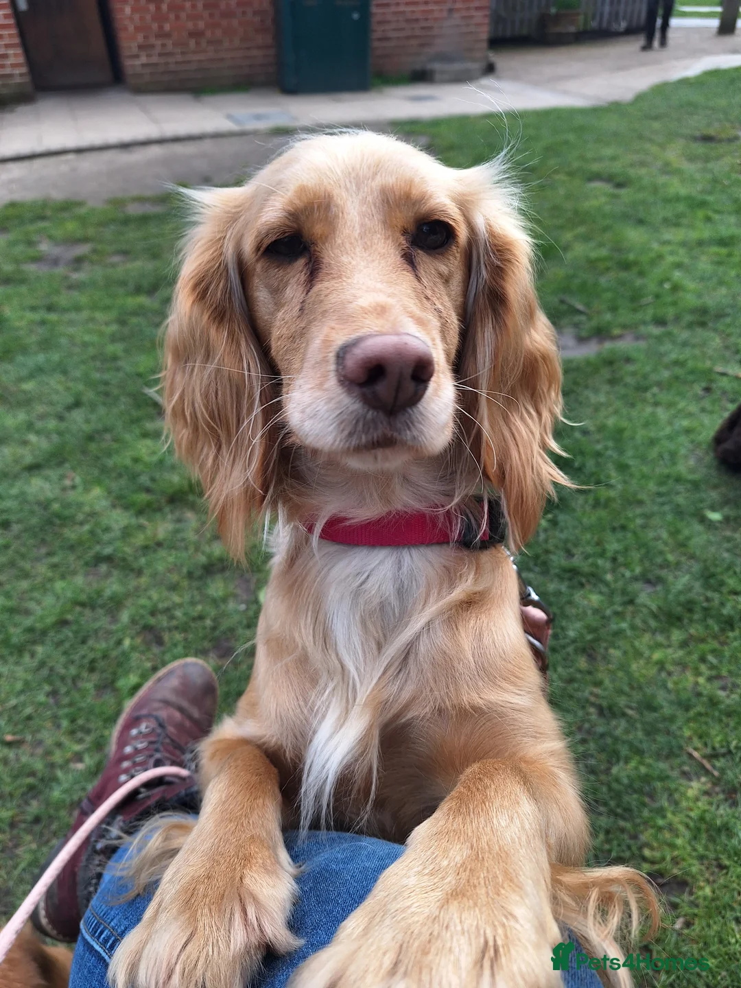 Cocker Spaniel dogs for sale: 8 Beautiful KC Reg Cocker Spaniel Puppies - Advert 1