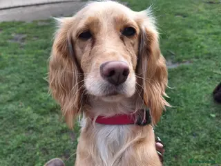 Cocker Spaniel dogs 8 Beautiful KC Reg Cocker Spaniel Puppies - Advert 1