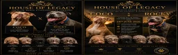 Staffordshire Bull Terrier dogs for sale: HOUSEOFLEGACY-Premium Merle Staffordshire Terriers - Advert 2