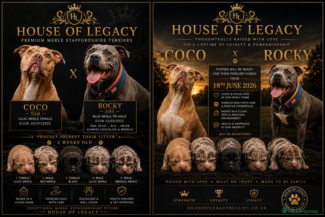 Staffordshire Bull Terrier dogs for sale: HOUSEOFLEGACY-Premium Merle Staffordshire Terriers - Advert 2