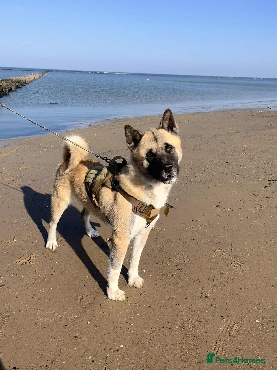 Akita dogs for stud: American Akita MALE STUD - Advert 1