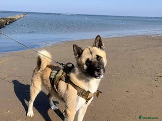 Akita dogs American Akita MALE STUD - Advert 2