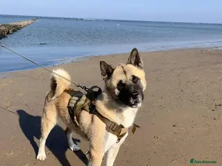 Akita dogs American Akita MALE STUD - Advert 14