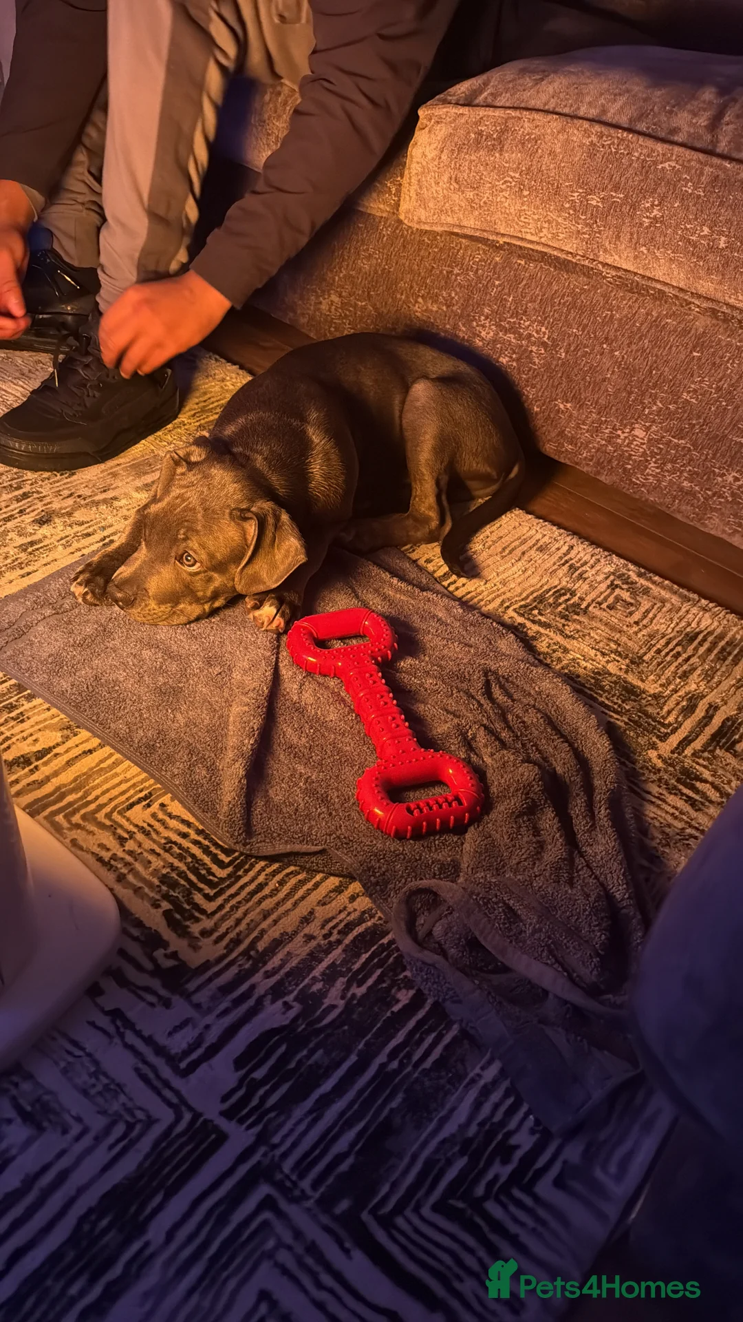 Mixed Breed dogs for sale: Beautiful blue eye Canecorso/American Staffy  - Advert 3