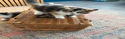 Persian cats for sale: Persian ragdoll X in Middlesbrough - Advert 4