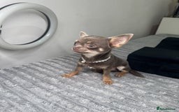 Chihuahua dogs for sale: Gorgeous lilac and tan chihuahua puppy - Advert 1