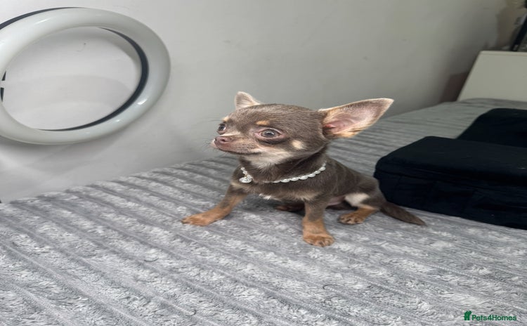 Chihuahua dogs Gorgeous lilac and tan chihuahua puppy - Advert 1