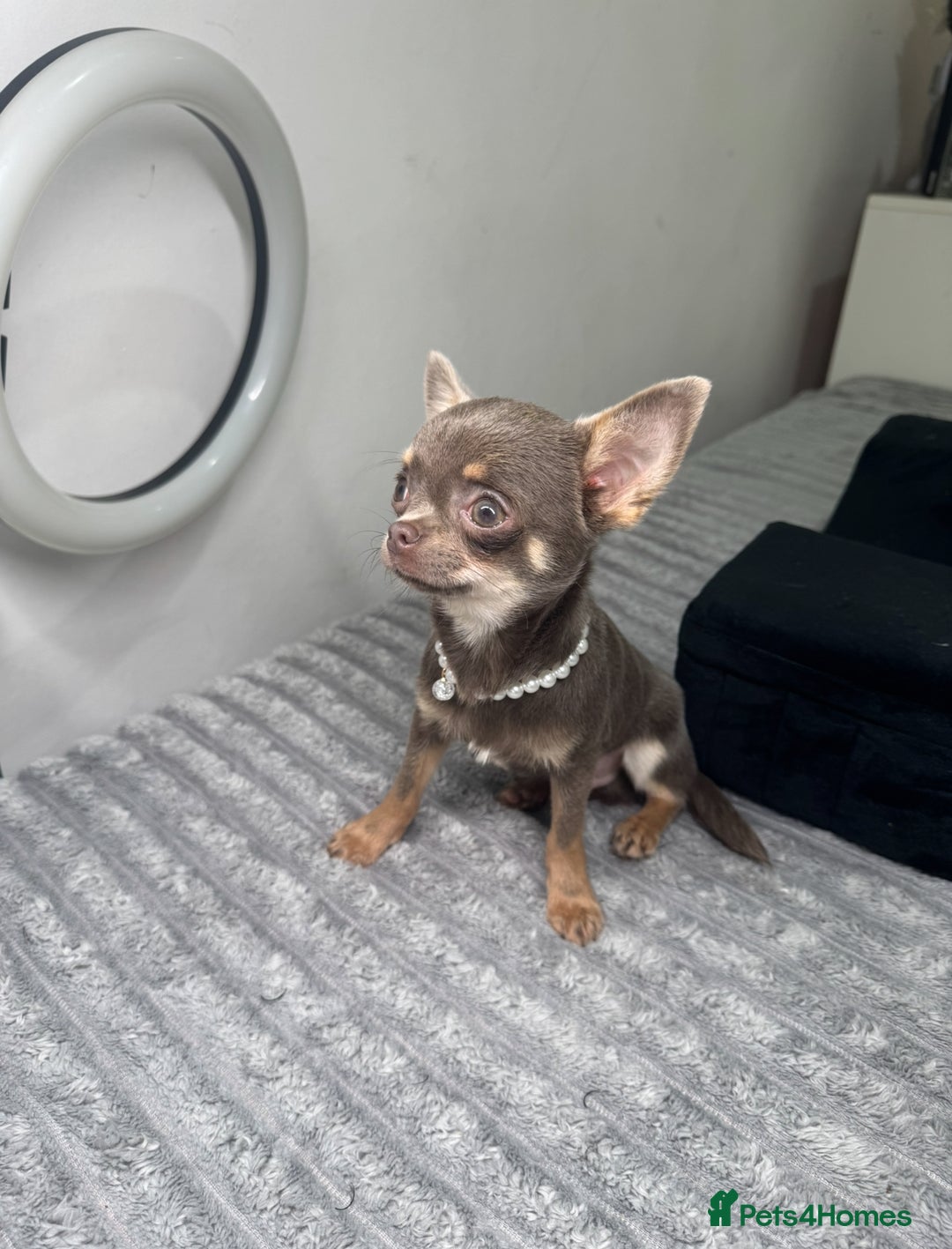 Chihuahua dogs for sale: Gorgeous lilac and tan chihuahua puppy - Advert 1