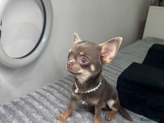 Chihuahua dogs Gorgeous lilac and tan chihuahua puppy - Advert 1