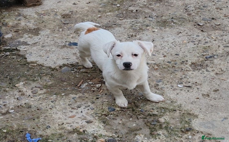 Mixed Breed dogs in Witney - Advert 6