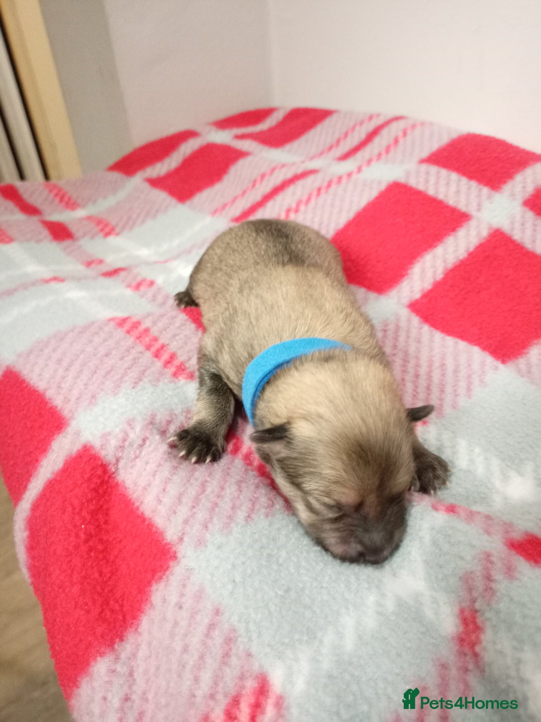 Mixed Breed dogs for sale: Pom-Heavy Pomeranian Puppies 6 Boys & 1 Girl - Advert 4