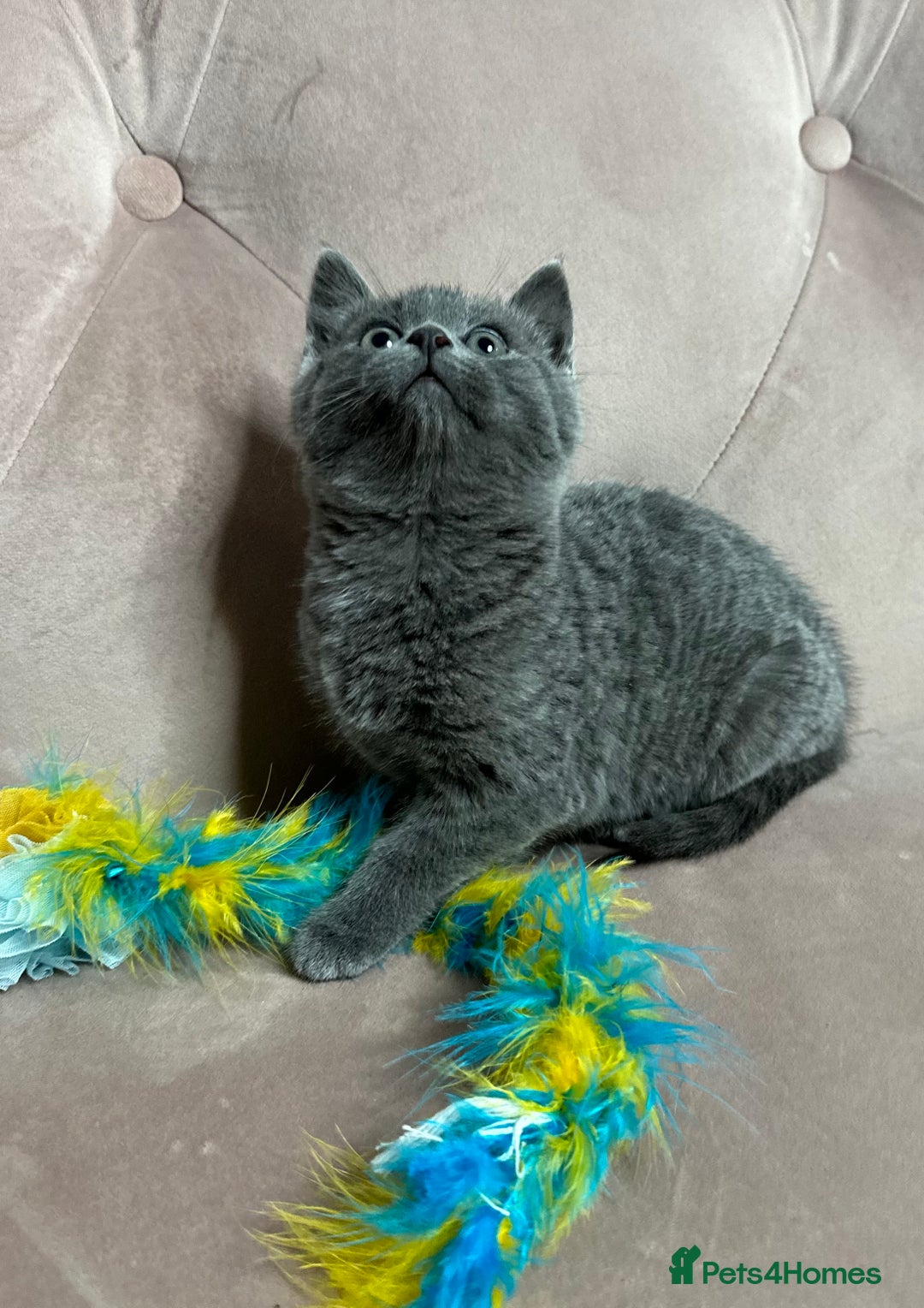 Russian Blue cats for sale: Last gorgeous male Russian blue  - Advert 7