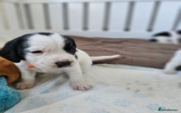 Beagle dogs for sale: BEAGLE X SPANIEL MIX PUPPIES - Image 2
