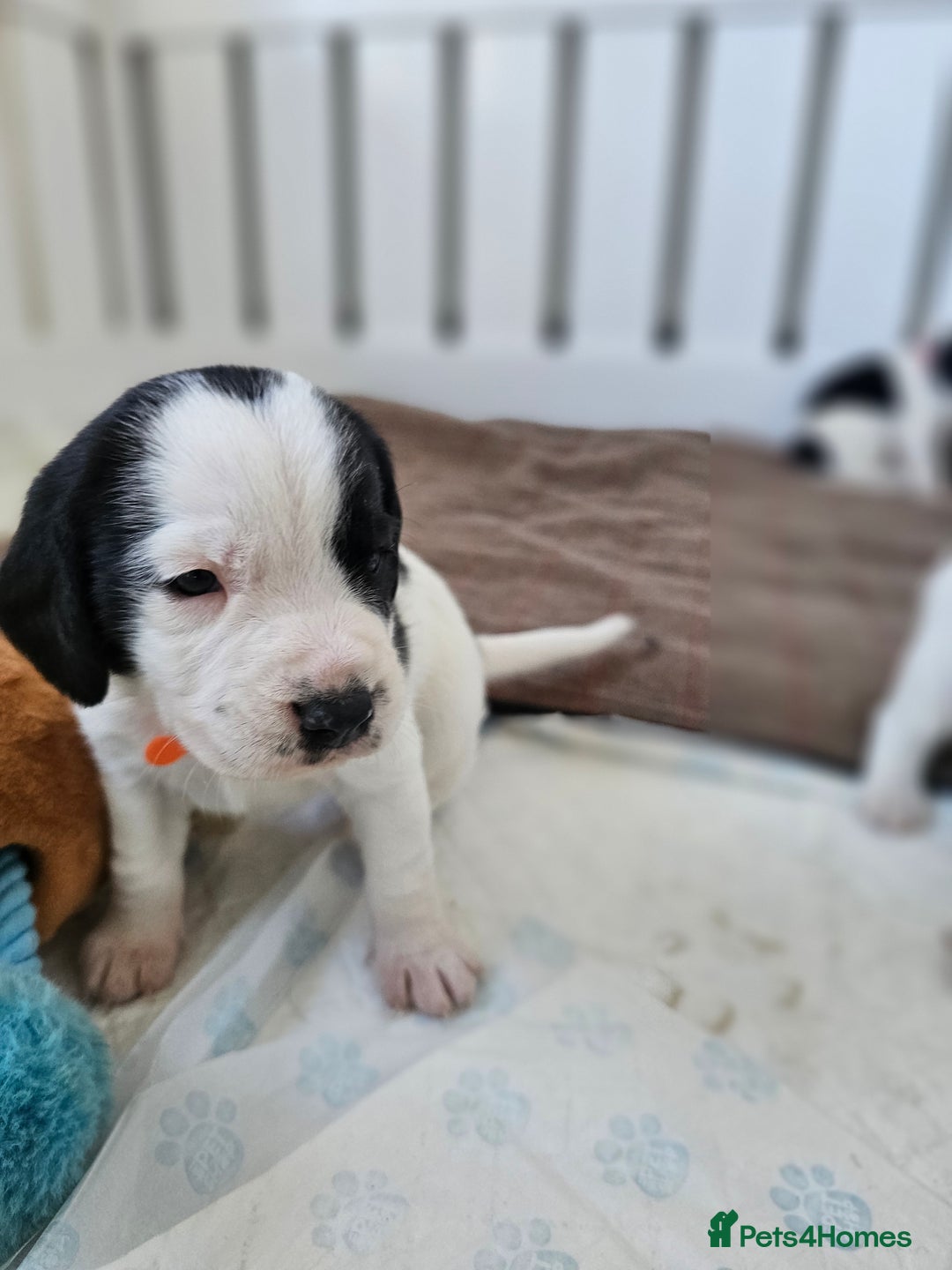 Beagle dogs for sale: BEAGLE X SPANIEL MIX PUPPIES - Image 2