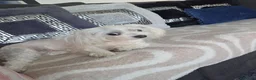 Maltese dogs for sale: Mini Maltese  - Advert 1