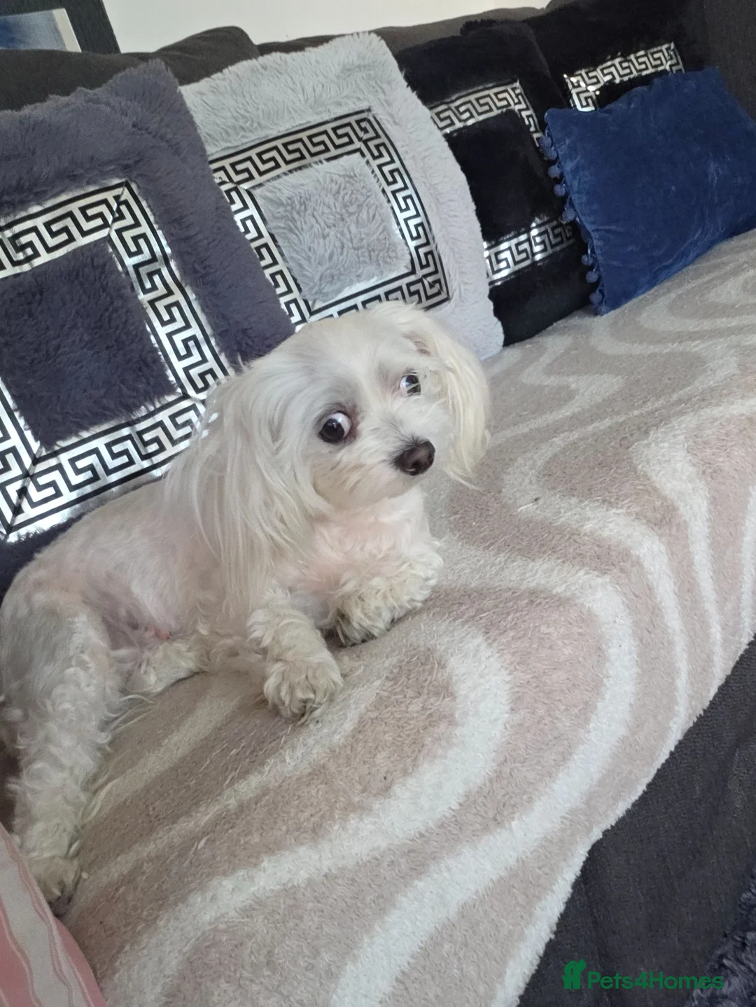 Maltese dogs for sale: Mini Maltese  - Advert 1