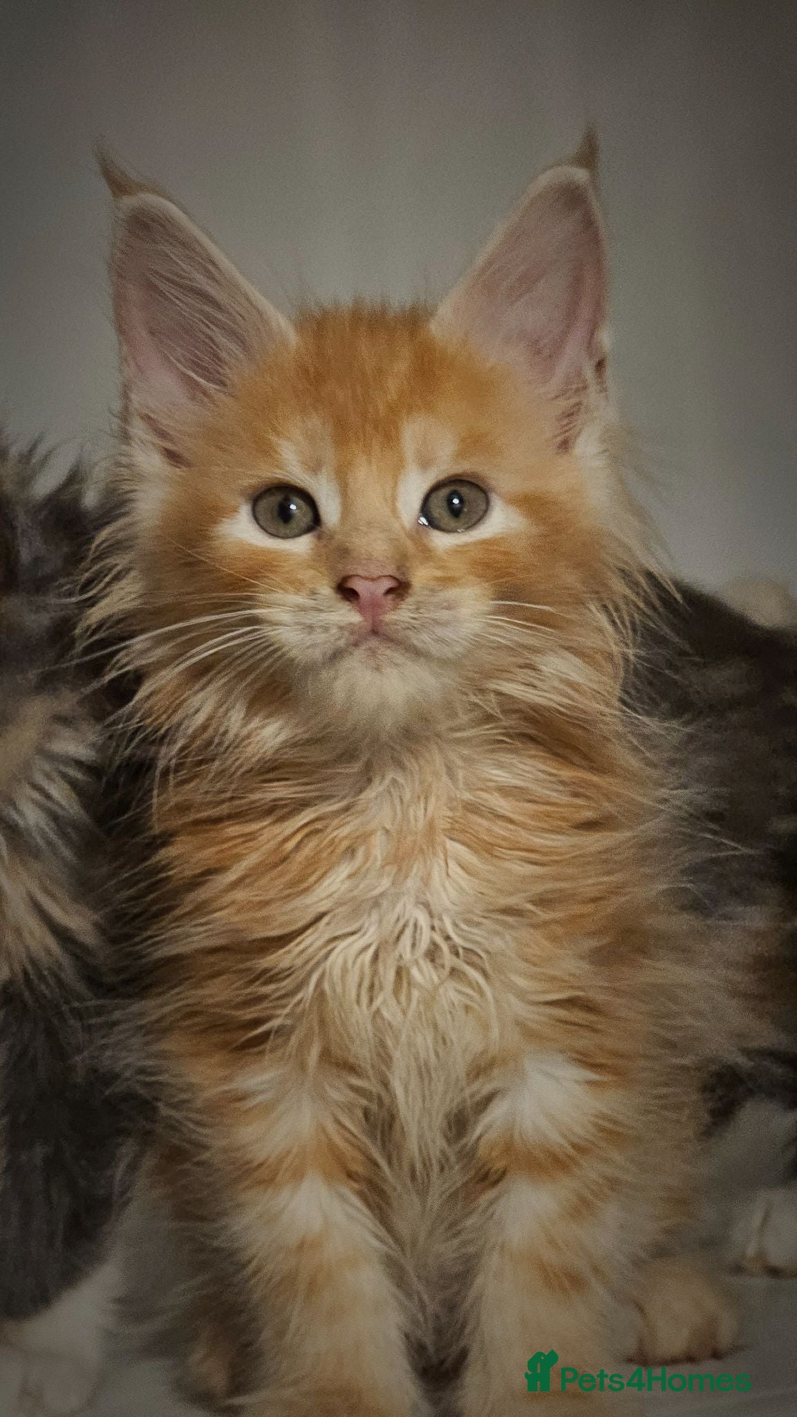 Maine Coon cats Tica Reg Maine coon kittens  - Advert 2
