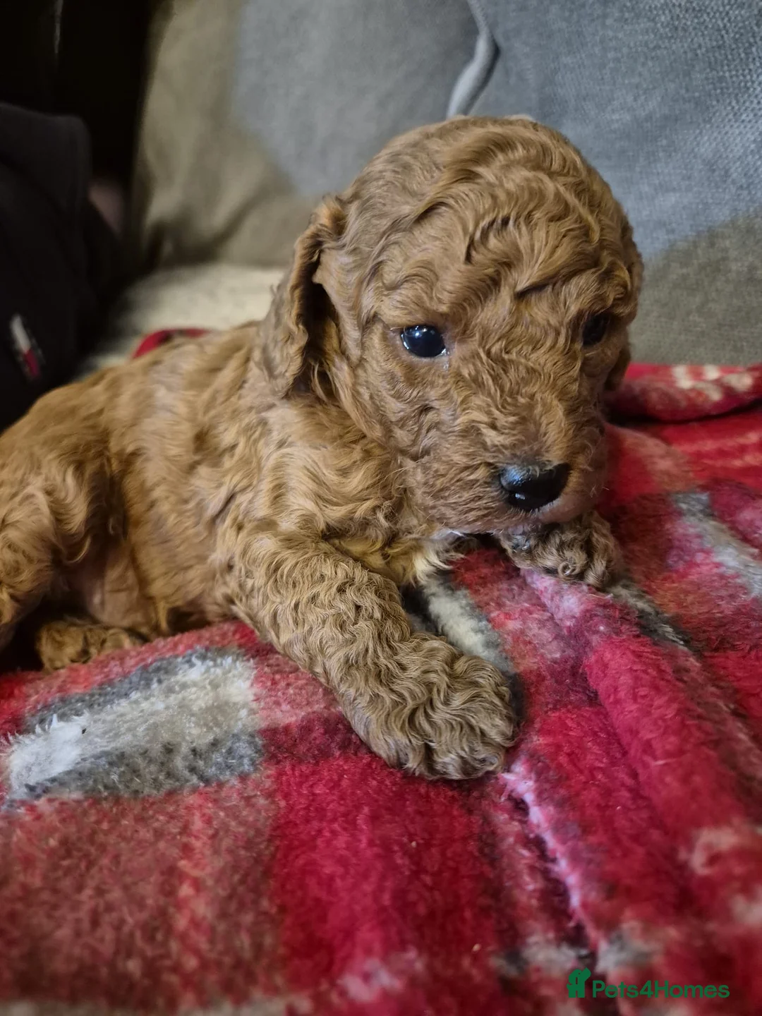 Miniature Poodle dogs for stud: KC Registered pure red miniature poodle STUD 🧡 - Advert 8