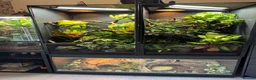 Python Snake reptiles for sale: ❗️Banana Royal Python & Setup❗️ - Advert 4