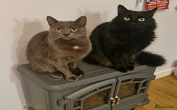 Russian Blue cats for sale: Russian blue mix  - Image 19