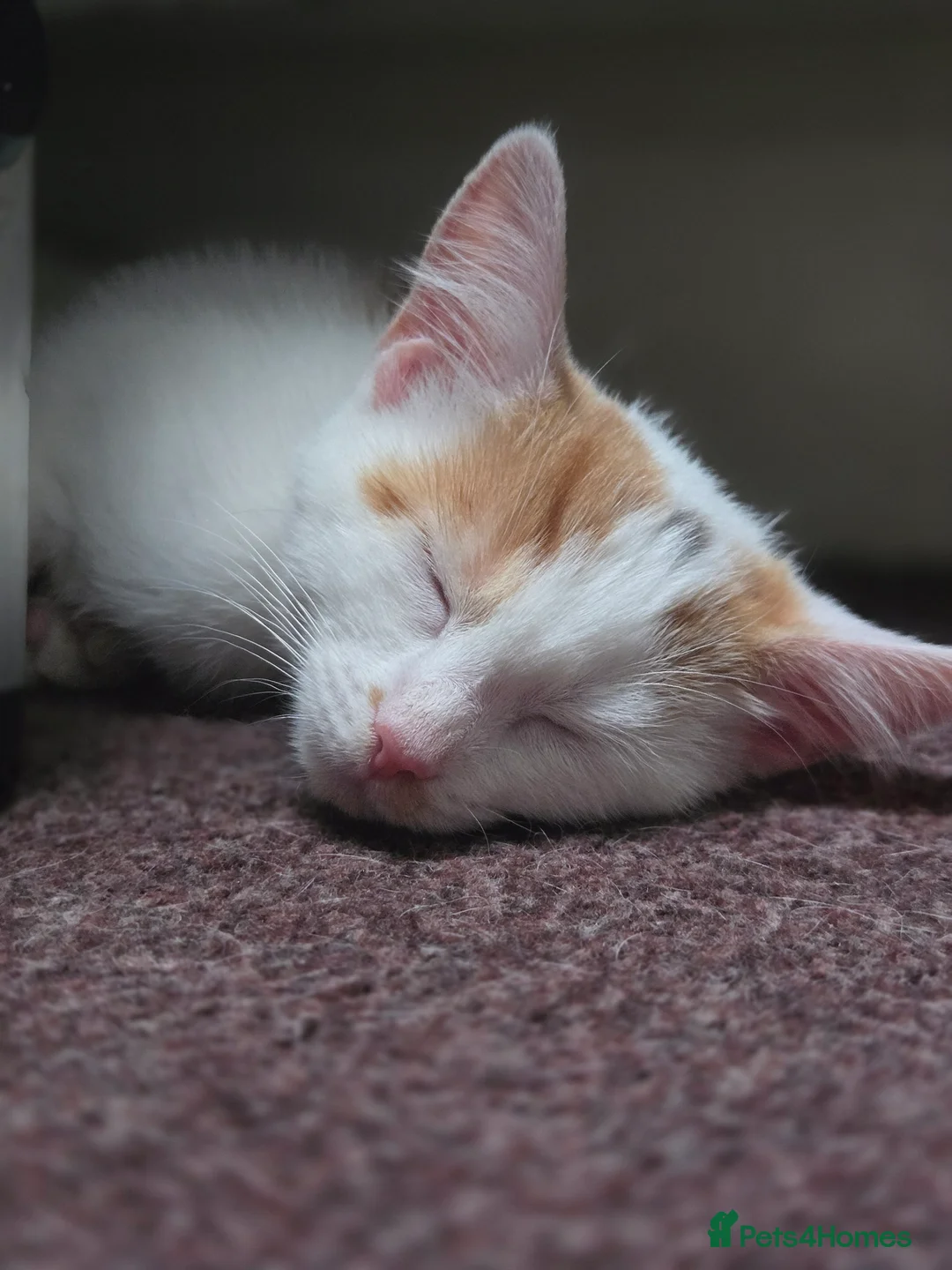 Mixed Breed cats for sale: LAST kitten left!  - Advert 9