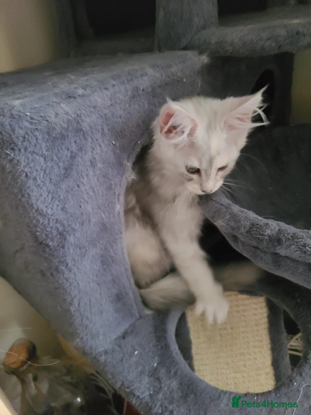 Maine Coon cats for sale: 7 adorable pedigree maine coon kittens - Advert 2