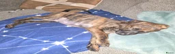 Mixed Breed dogs for sale: Boxer x Belgian Malinois Pups - Smart and stunning in Hereford - Advert 8
