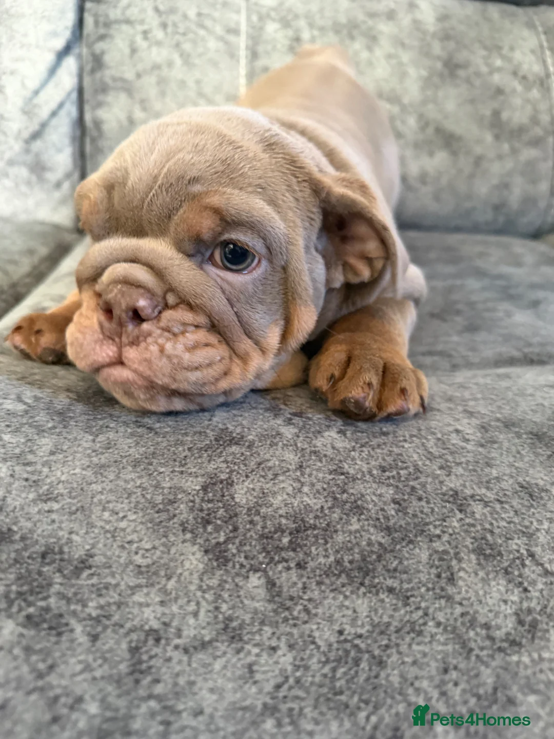English Bulldog dogs for sale: Last 3 female English bulldogs puppies🐾 - Advert 4