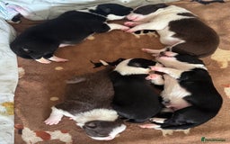Border Collie dogs for sale: Beautiful Border Collie Puppies - Image 13