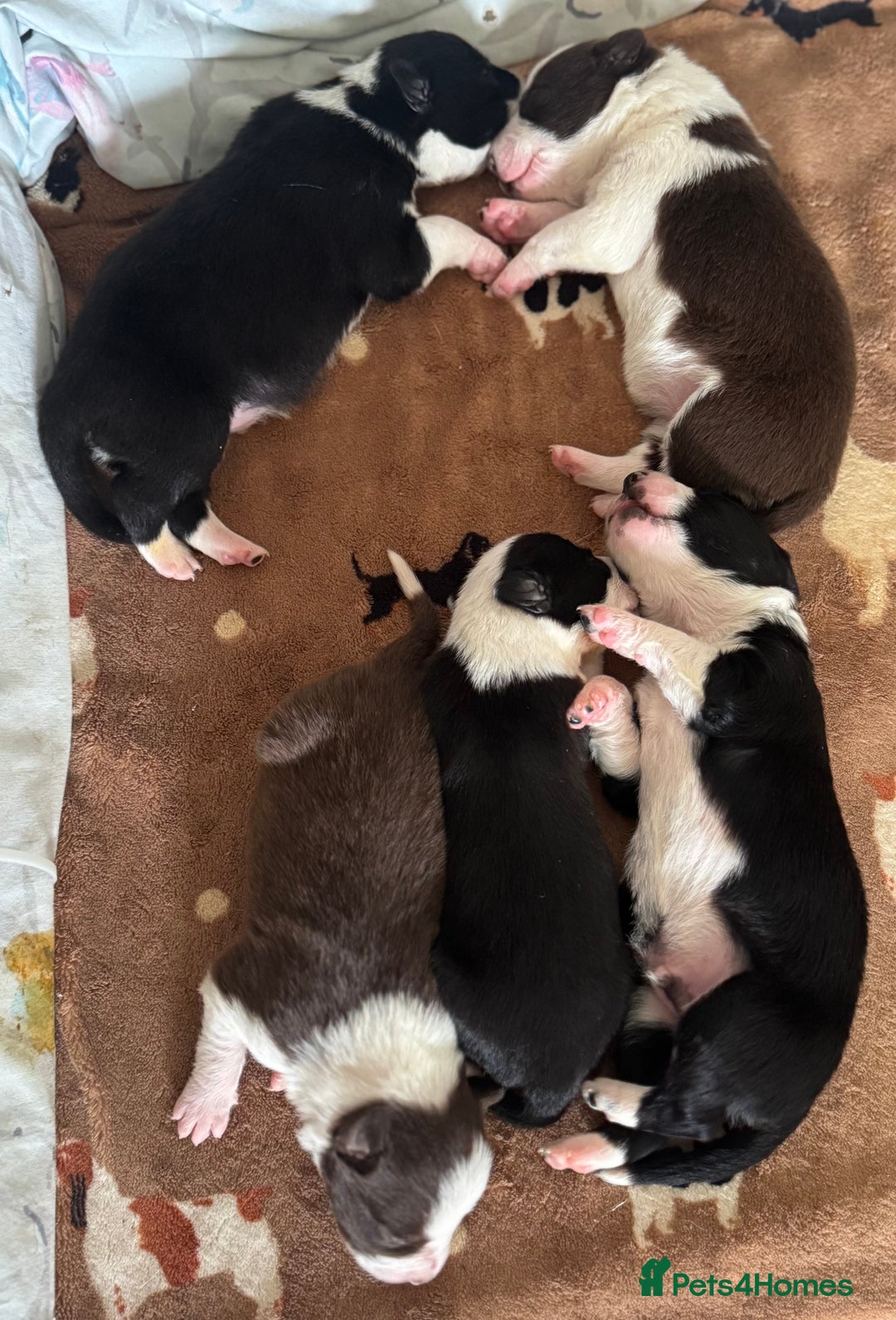 Border Collie dogs for sale: Beautiful Border Collie Puppies - Image 13