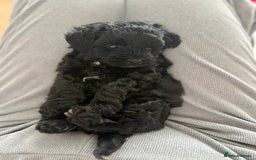Yorkiepoo dogs for sale: Toy Yorkiepoo F1b - Image 6