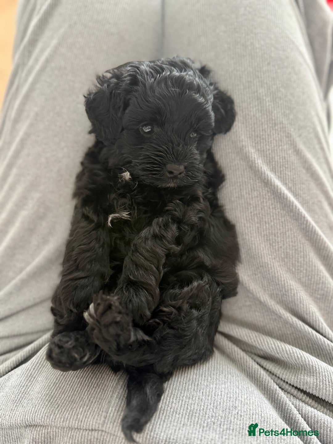 Yorkiepoo dogs for sale: Toy Yorkiepoo F1b - Image 6