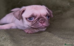Pug dogs for sale: Beautiful pug pups ready for there forever homes  - Image 1
