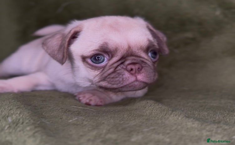Pug dogs - Advert 2