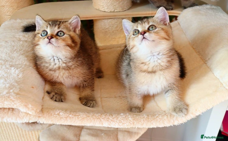 Scottish Fold cats - Advert 4