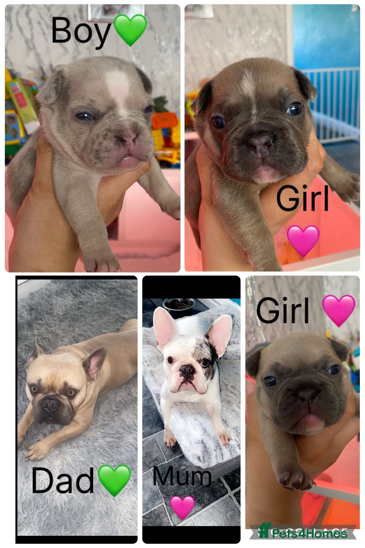 French Bulldog dogs Last girl top right still avaliable  - Advert 13