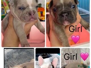 French Bulldog dogs Last 3 stunning French bull dogs - Advert 15