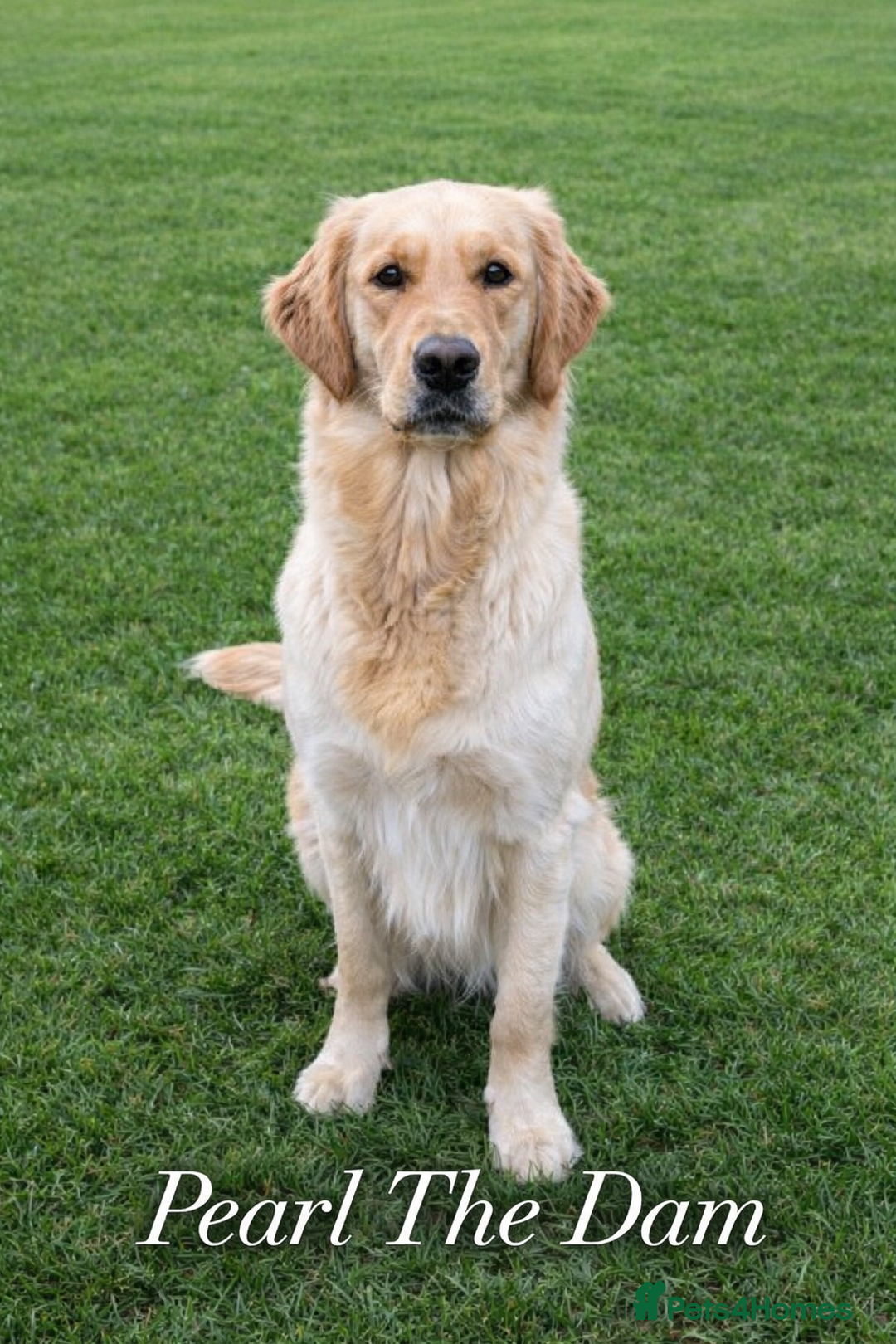 Golden Retriever dogs for sale: KC Golden Retriever Puppies - The Stranger Gang  - Advert 5