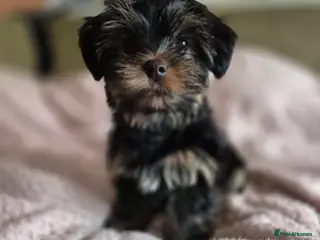 Yorkshire Terrier dogs Yorkshire terrier puppies looking for loving homes - Advert 6