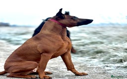 Dobermann dogs for sale: F1b working dobermann puppies - Image 11