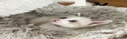 Ragdoll cats for sale: Looking for perfect furry companion?🐾😻 - Advert 25