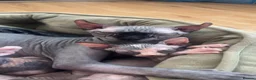 Sphynx cats for sale: Adorable sphinx kittens - Advert 12