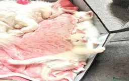 Ragdoll cats for sale: Ragdoll X Turkish Angora One Female Left!🩷 - Advert 5