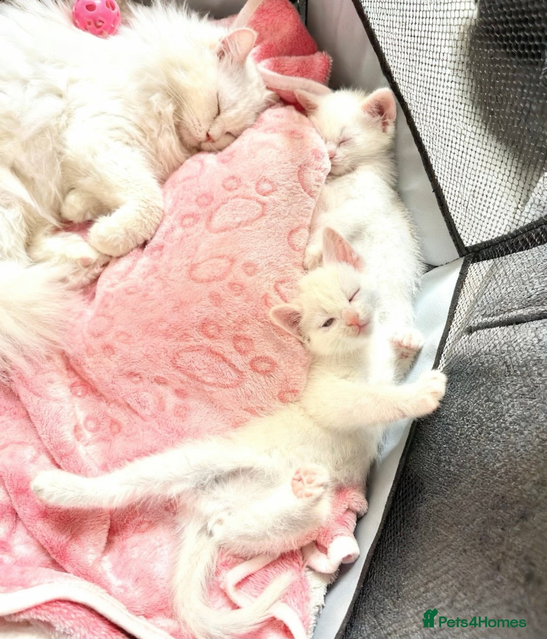 Ragdoll cats for sale: Ragdoll X Turkish Angora One Female Left!🩷 - Advert 5
