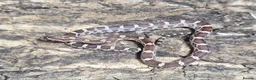 Corn Snake reptiles for sale: Baby cornsnakes for sale - Advert 6