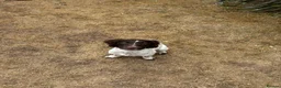 English Springer Spaniel dogs for sale: Springer Spaniel 6 months old - Advert 2