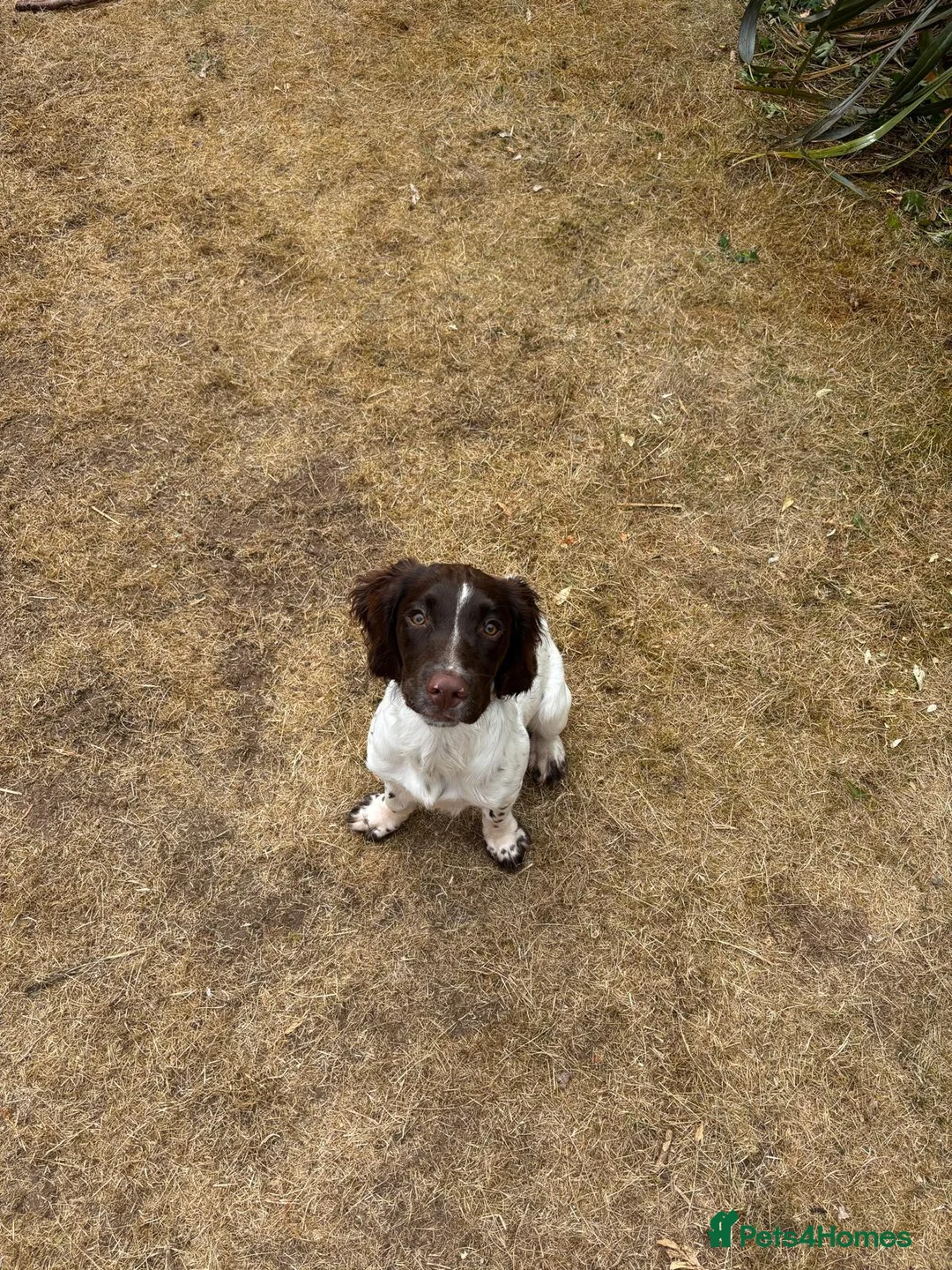 English Springer Spaniel dogs for sale: Springer Spaniel 6 months old - Advert 2